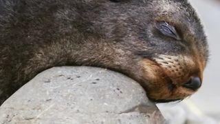 Animal sounds ( Seal Voice )