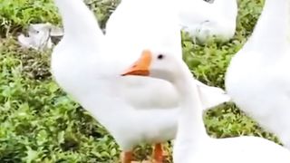 Animal sounds ( Goose Voice )