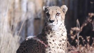 Amazing video