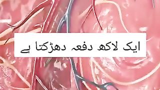 ایک دن میں 10 ئزار لیٹر خون سپلائی کرتاہے