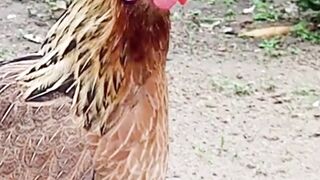 Animal sounds ( The Voice Of a hen )