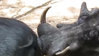 Animal sounds ( The Sound Of a Wild Boar )