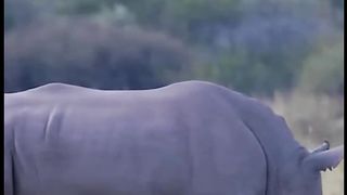 Animal sounds ( Rhino Sound )