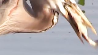 Animal sounds ( The Sound Of a Crane )