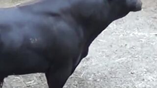 Animal sounds ( Bull's Voice )