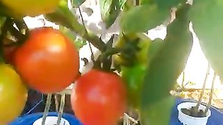 Tomat sistem duck bucket  #hidroponik #tomato #hidupsehat  #hidroponikpemula