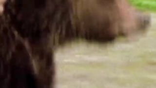 Animal sounds ( Grizzly Bear Voice )