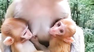 sharing milk with two children