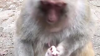 Mother is thrilled with the monkey child