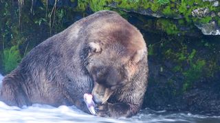 Bears eat fish - Animal kingdom