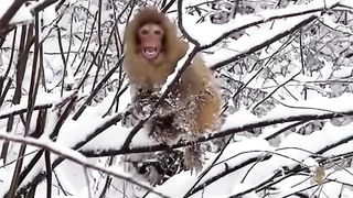 baby monkey stuck in the snow
