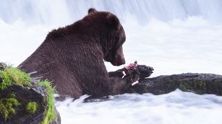 Bear eats cute fish - Animal kingdom