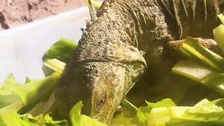 Amazing video