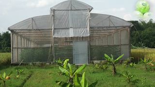 MELON SWEETNEES TEST #hidroponik #Greenhouse #melon #Sweet #Farmers