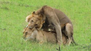 Male and Female Lions - Animal kingdom