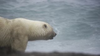 Очень интересно. Охота белых медведей на острове Врангеля.