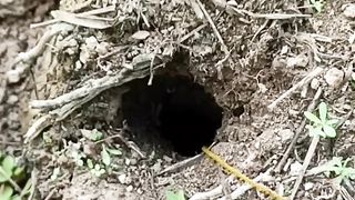 Cobra Hole Contains Baboon Eel