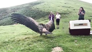 This is the moment a huge griffon vulture got released back into the wild.