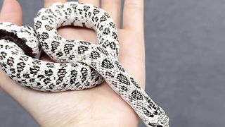 ???????????????? Super arctic western hognose snake ????