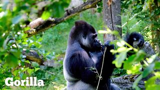 Wild animal sounds compilation - The Language of the Wild @wildanimals