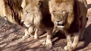 A girl with Lions