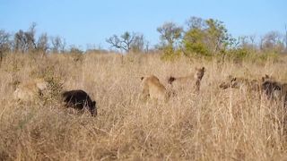 The unity of Hyena against Lion.
