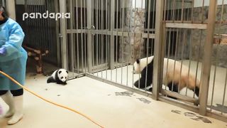 Panda keeper gives the baby cub back to his mum