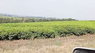 Drive in tea plantation in Thyolo district, Malawi