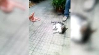 Great moments and funny acting animals reactions ????????