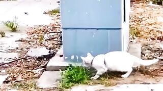 Funny Cat Videos Compilation - Funniest Cats I Cat Video