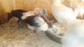 The small chicken ll chicken