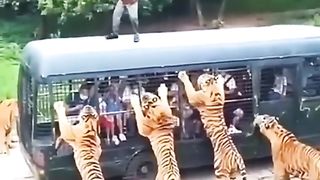 Tiger Vs human wild Adventure