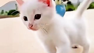 How much cat ???? to get rid of the year old