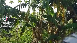Jalan jalan