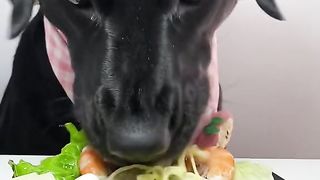 Dog eat so cute