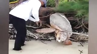 Rescuing a 200-year-old tortoise trapped.