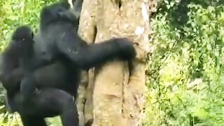 A Compilation of Gorillas Climbing Trees