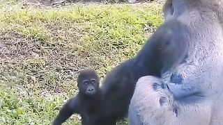 The Baby Gorilla Walk Towards a Warm Embrace