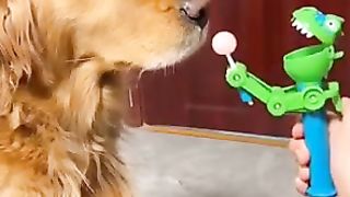 Try to not laugh cute dog  cute puppy and pets  funny tiktok compilation  cute animals funny videos shorts