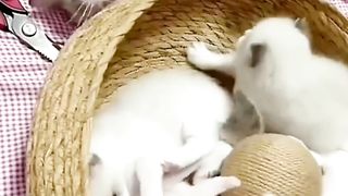 Kucing Betina Sedang Bermain Dengan Kittens