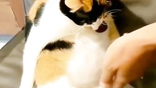 Oyen Kucing Gemoy