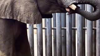 Amazing video