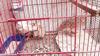What is this in the cage ll this is a bird