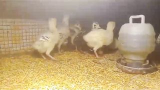 Just like little babies