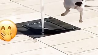 Funny Dog ????????
