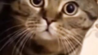 Funny cat