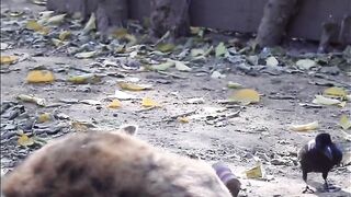 Amazing video