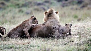 Lion and cubs - Animal Kingdom