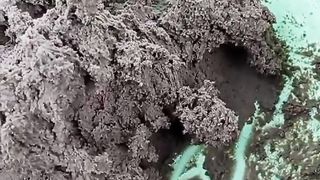 Proses pembuatan pakan PASTA dari pelet PF500 untuk larva lele yang sedang susah pakan cacing sutera
