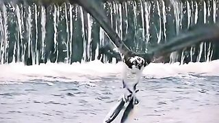 Eagle hunt two fish together